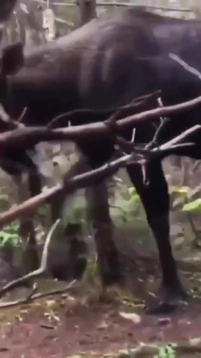 of this fully grown Bull Moose🫎