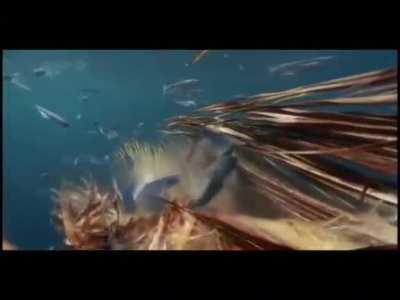 The Gruesome Reality of Flying Fish spawning.