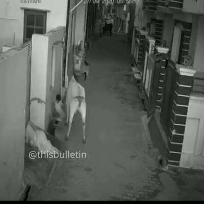 Crazy Cow Running into People