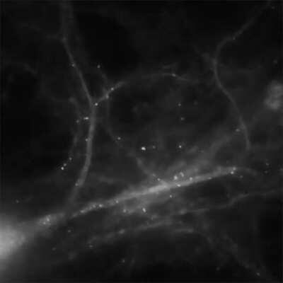 Footage of brain cells making memories