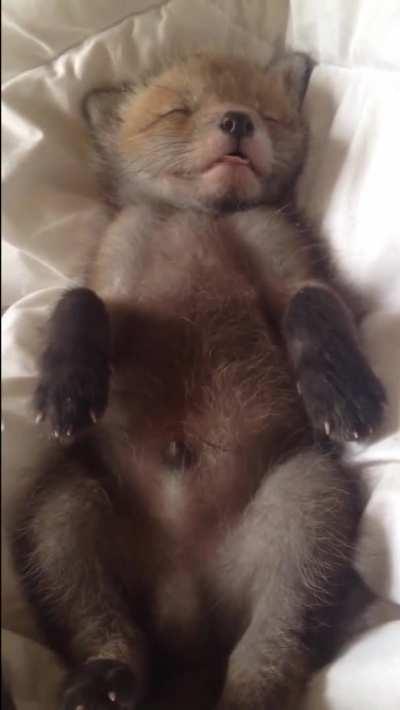 Baby Rescued Fox Is Dreaming