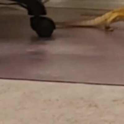 Bearded dragon, apex predator, hunting her worms