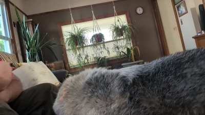 Princess Buttercup is here for her scheduled morning adoration