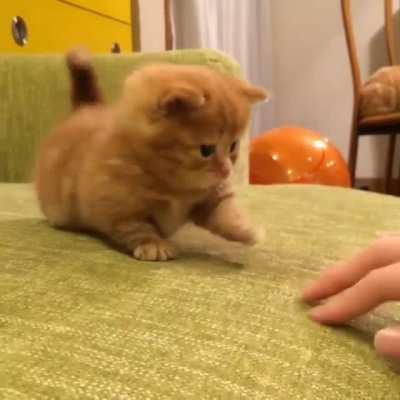 Scaredy cat trying to learn to be brave.