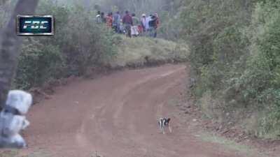 that has got to be the luckiest dog alive