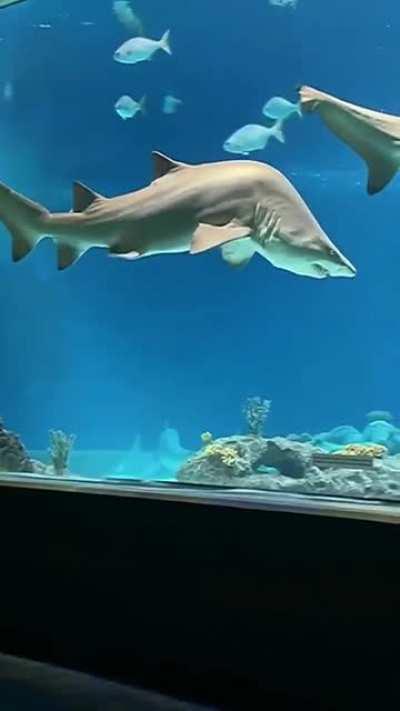 Акула с кифотическим искривлением позвоночника