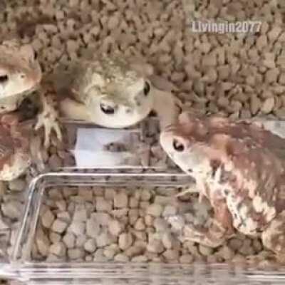 Man I love watching frogs
