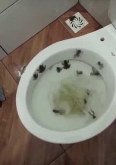 Frogger: sink or swim