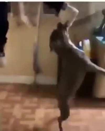 Dudes will be like the dog dont bite and this the dog🤦‍♂️🤦‍♂️