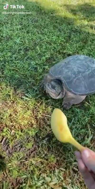 Well, that’s why you don’t feed snappers