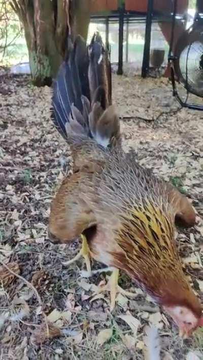 Anyone else have a really vocal hen? I can't tell if she's expressing her displeasure with me or if she just likes hearing her own voice.