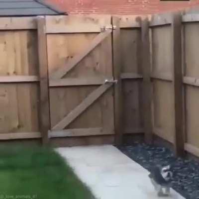 Pupper freaks out when he realizes crows can fly