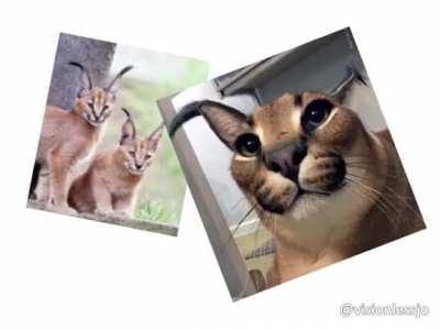 I found Saki at Chipotles