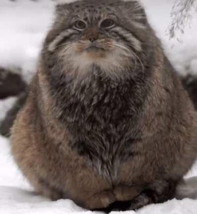 Beautiful chonker in the wild