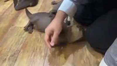 Otters Begging For Spins!