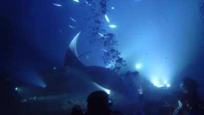 A scuba dive at night!