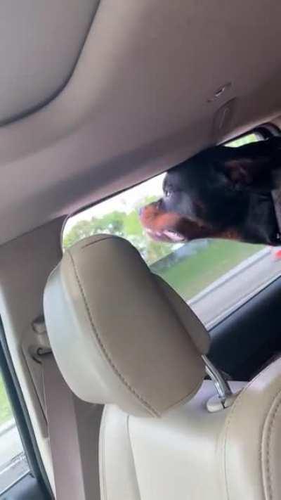 Kuma loves road trips