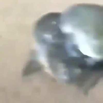 Montaria de sapo do sapo