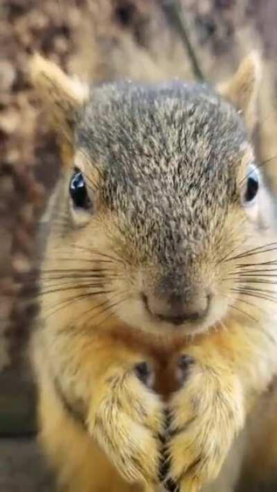 Mr Chops today. Insanely up-close snacking!