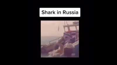 terror de todo tubarão