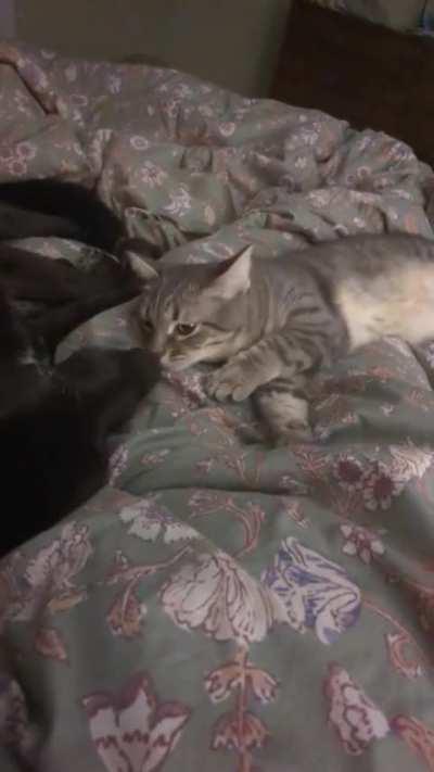 Ooh that smell ....Can't you smell that smell...The smell of death surrounds you