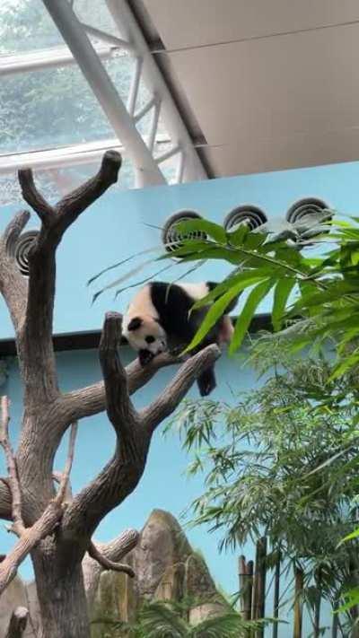 Sleepy Le Le at Mandai River Wonders, Singapore