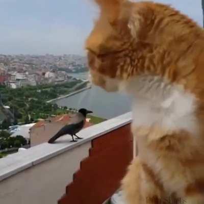 Cat talk with crow