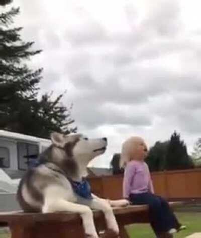 Howling dog vs toddler