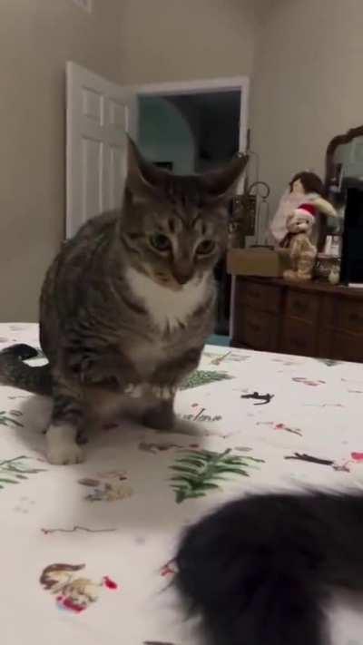 Wunkussaurus felinensis