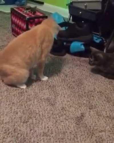 He's got spirit at least.