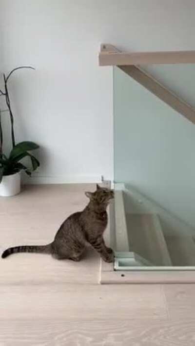 Cat failing to jump on the stair railing 😂