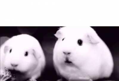 Invest in shocked guinea pig