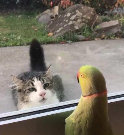 The cat is not looking to play peekaboo