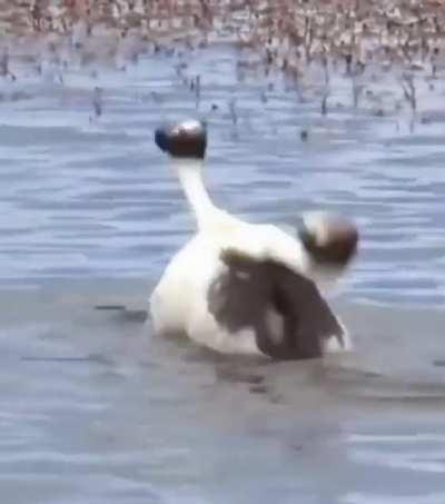 Derping With The Stars