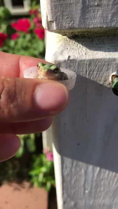 SiCk FuCK drOwNS FrOG