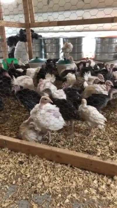 Turkeys enjoy Teenagers by MCR apparently