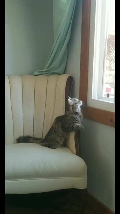 My new Catculator seems a little glitchy