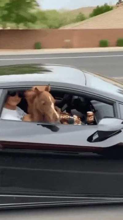 This sports car is packing some real horsepower inside of it