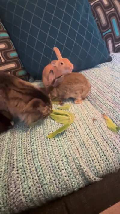 Owen always appreciates when the buns let him enjoy a nice meal with them. He likes to be included.