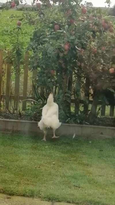 Bertha trying to pick an apple