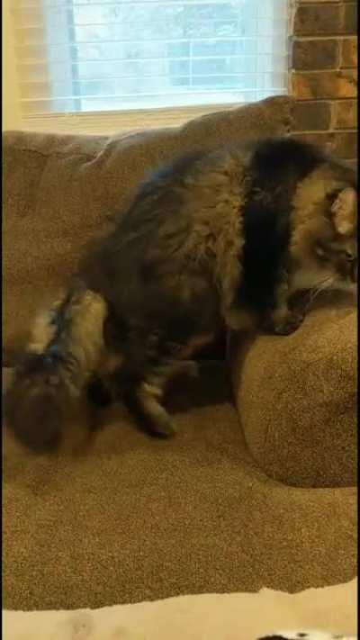 I made a video reel of my cat doing a sit