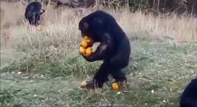 This Monkey goes for the maximum