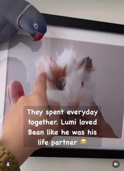 2 Years Later, Bird Still Misses Its Best Friend