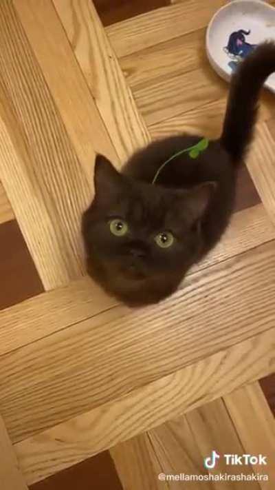 Grey Pikmin is lookin’ a lil’ different