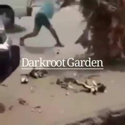 Cursed_darkrootgarden