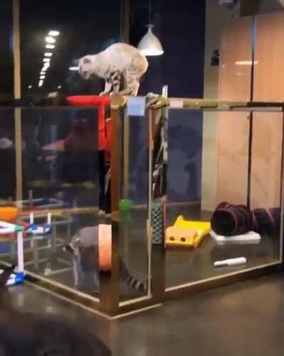 Trashpanda thinks he’s a cat