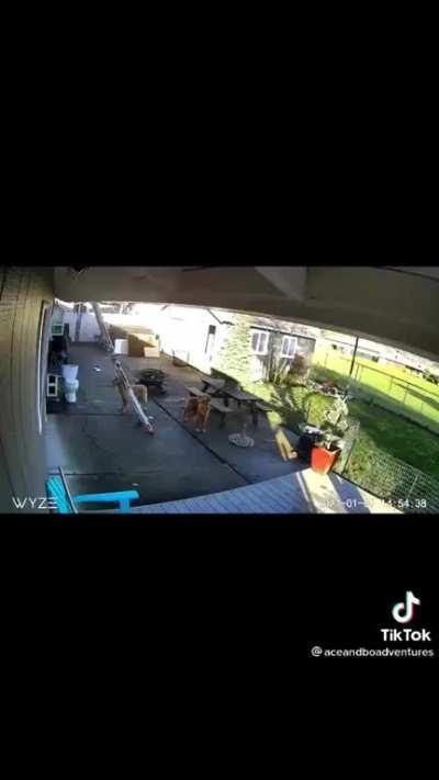 And sometimes you find out your dog can climb ladders, what a surprising talent you are