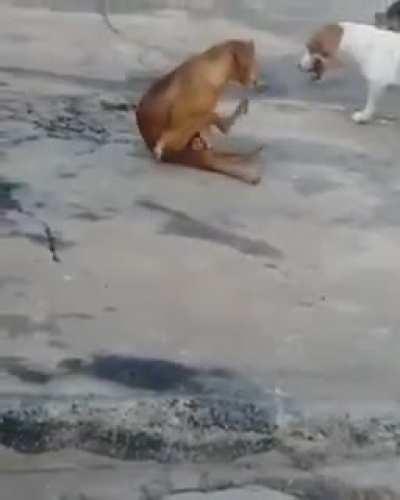 A evolução não é incrível?