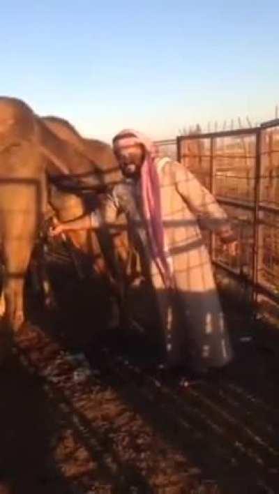 Man drink camel urine directly from the source