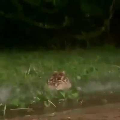 New ODST in the works?